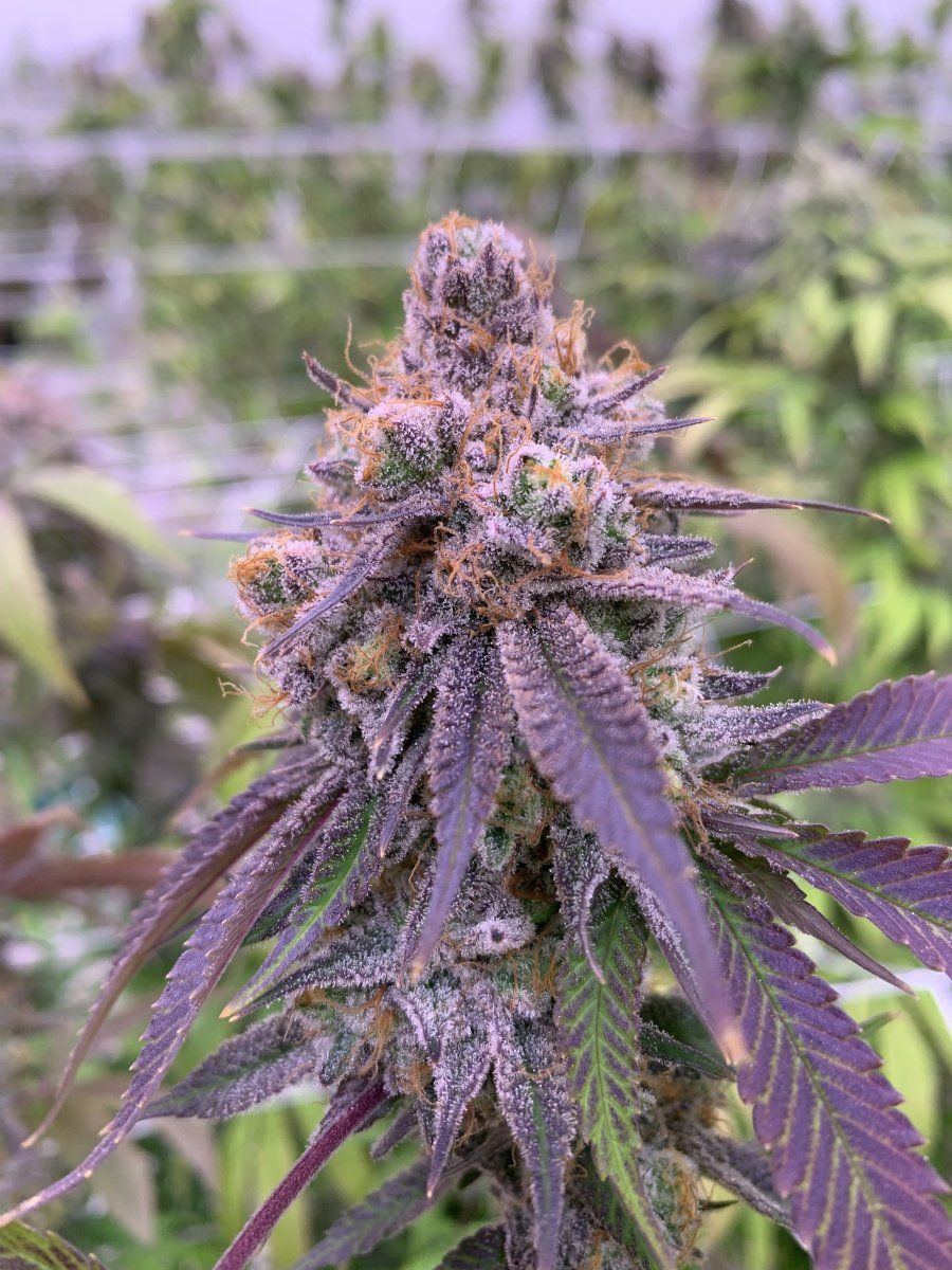 IMG 2427