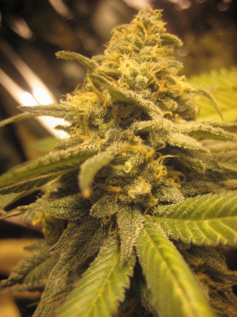 IMG 2476