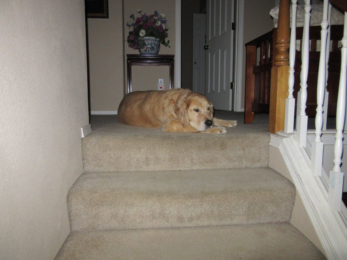 IMG 2550
