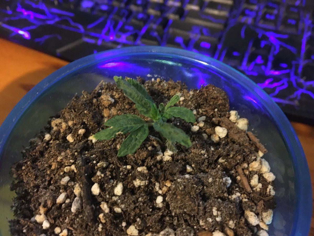 IMG 2557   Copy