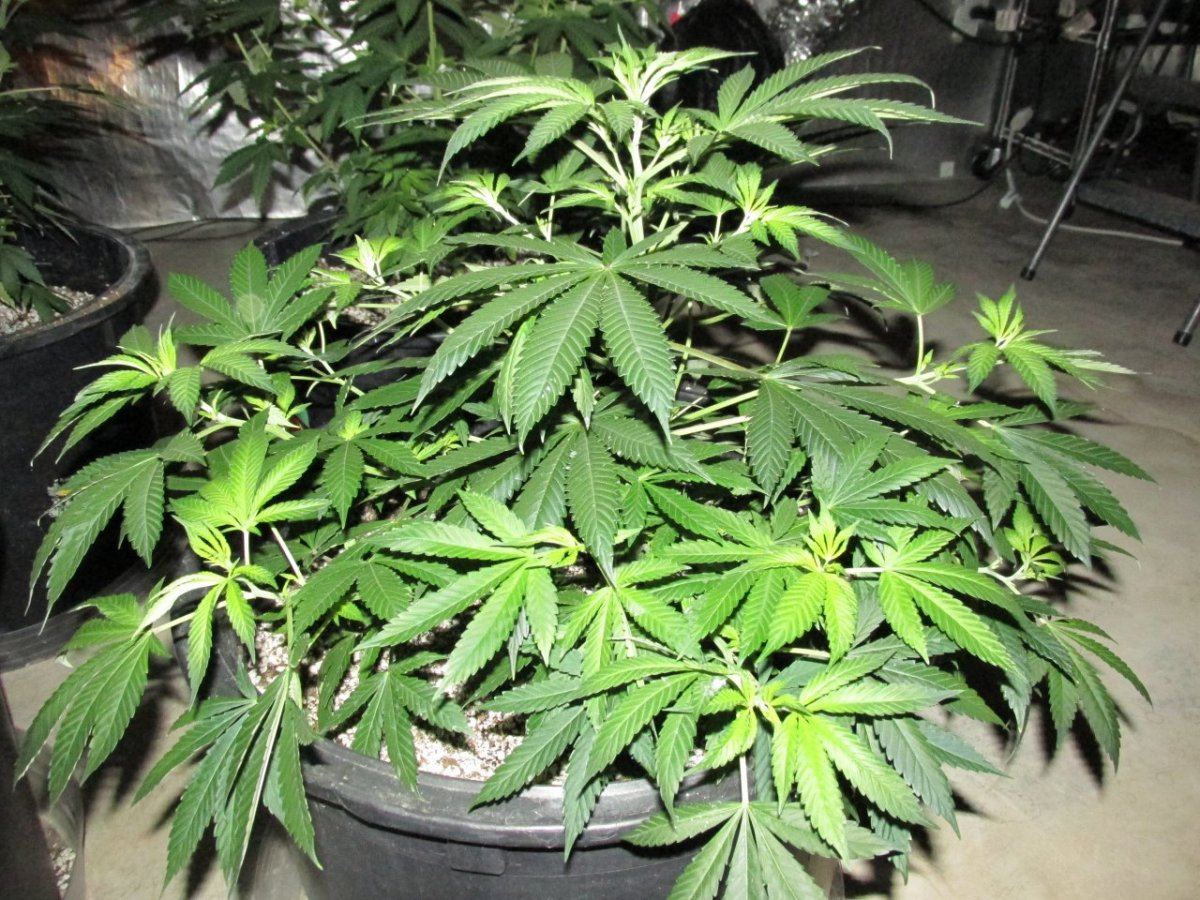 IMG 2570