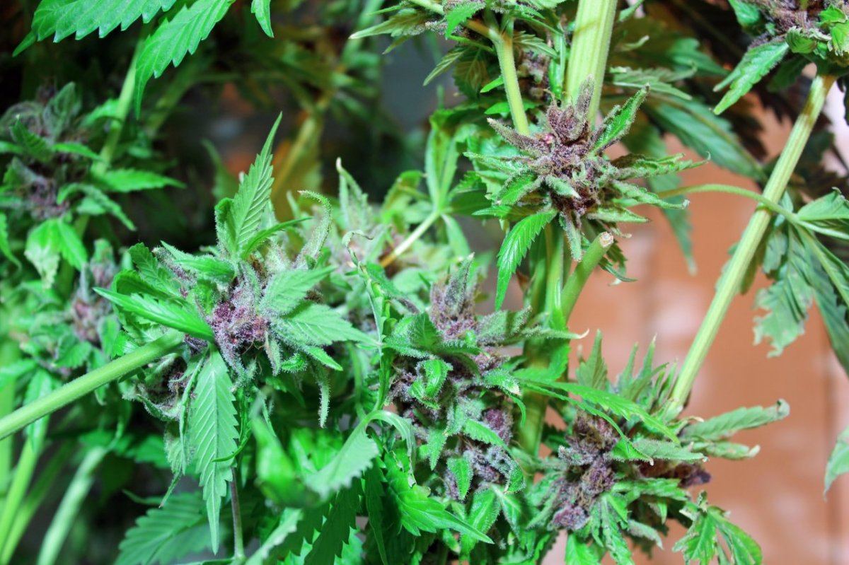 IMG 2639 mpk black nug