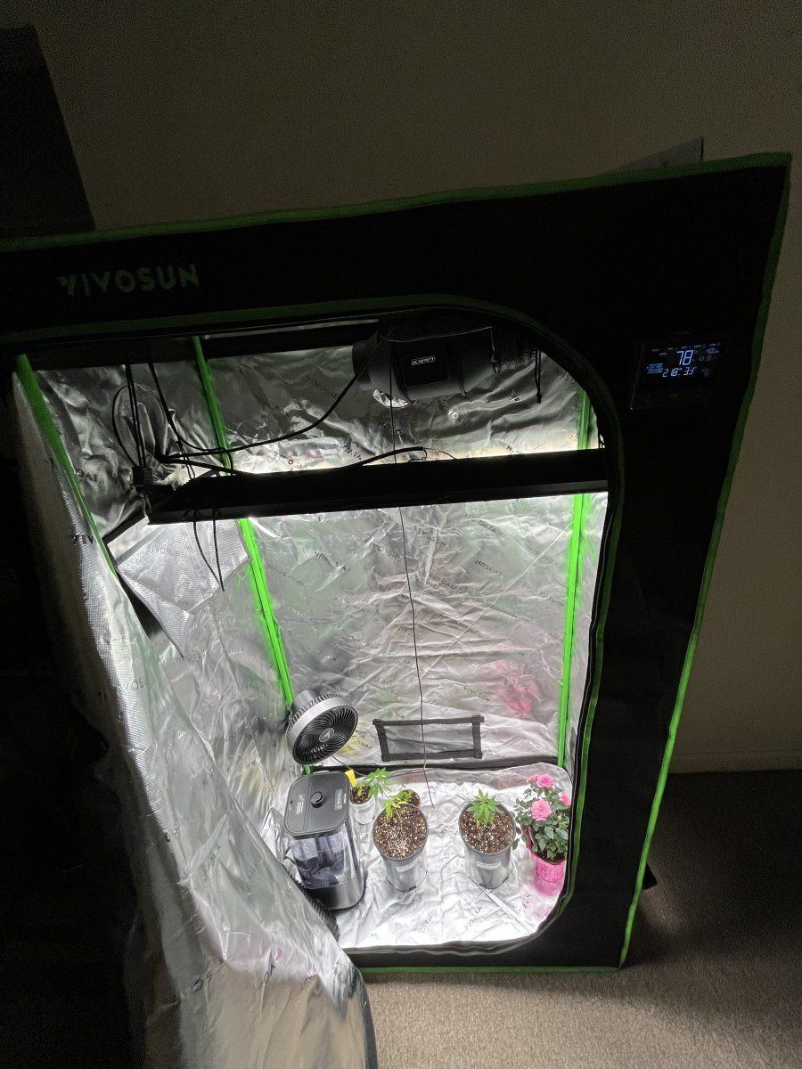 IMG 2663