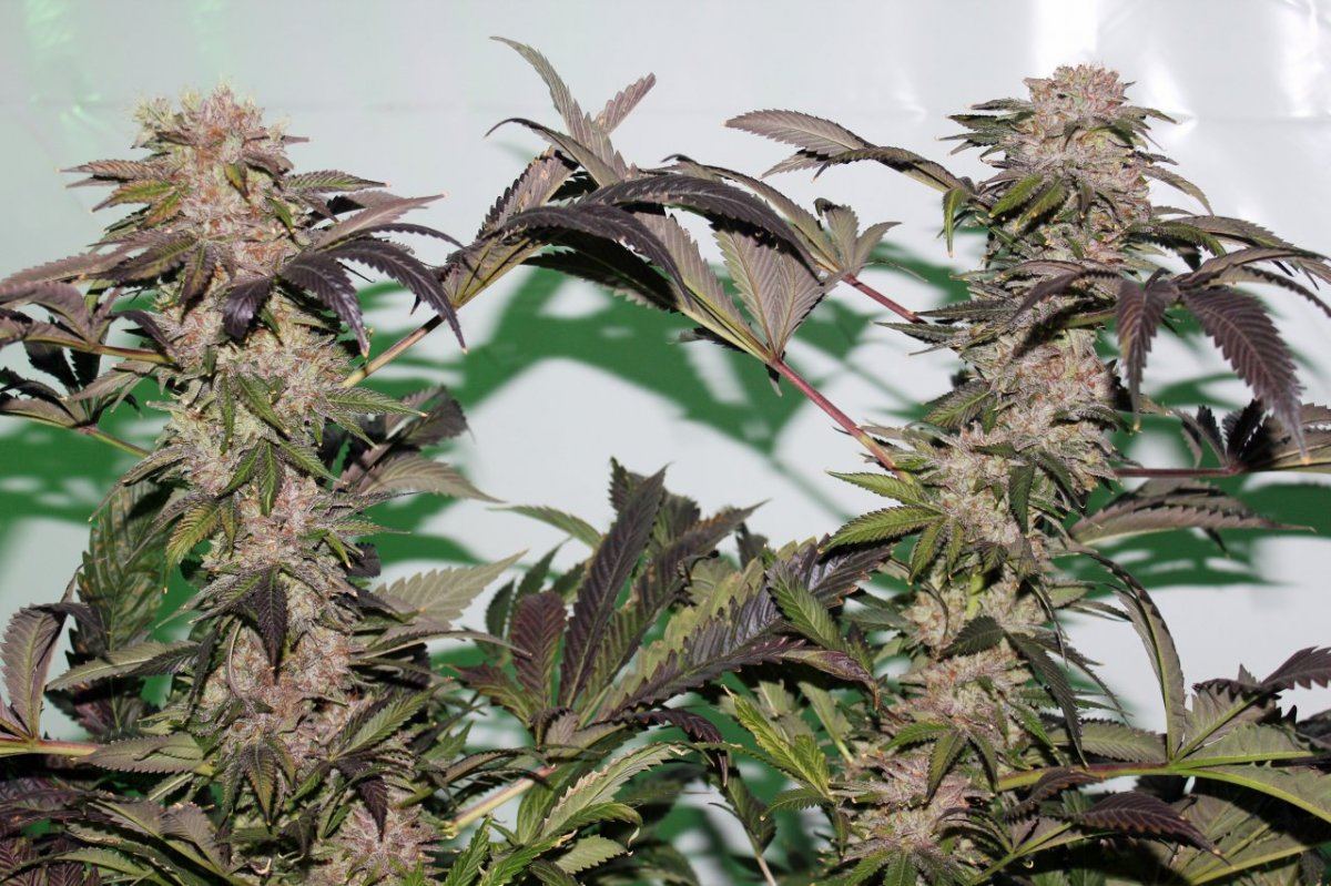 IMG 2688 white masterkush 2