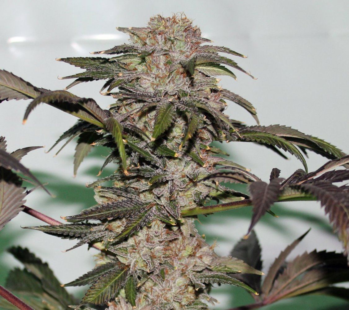 IMG 2690 white masterkush cola