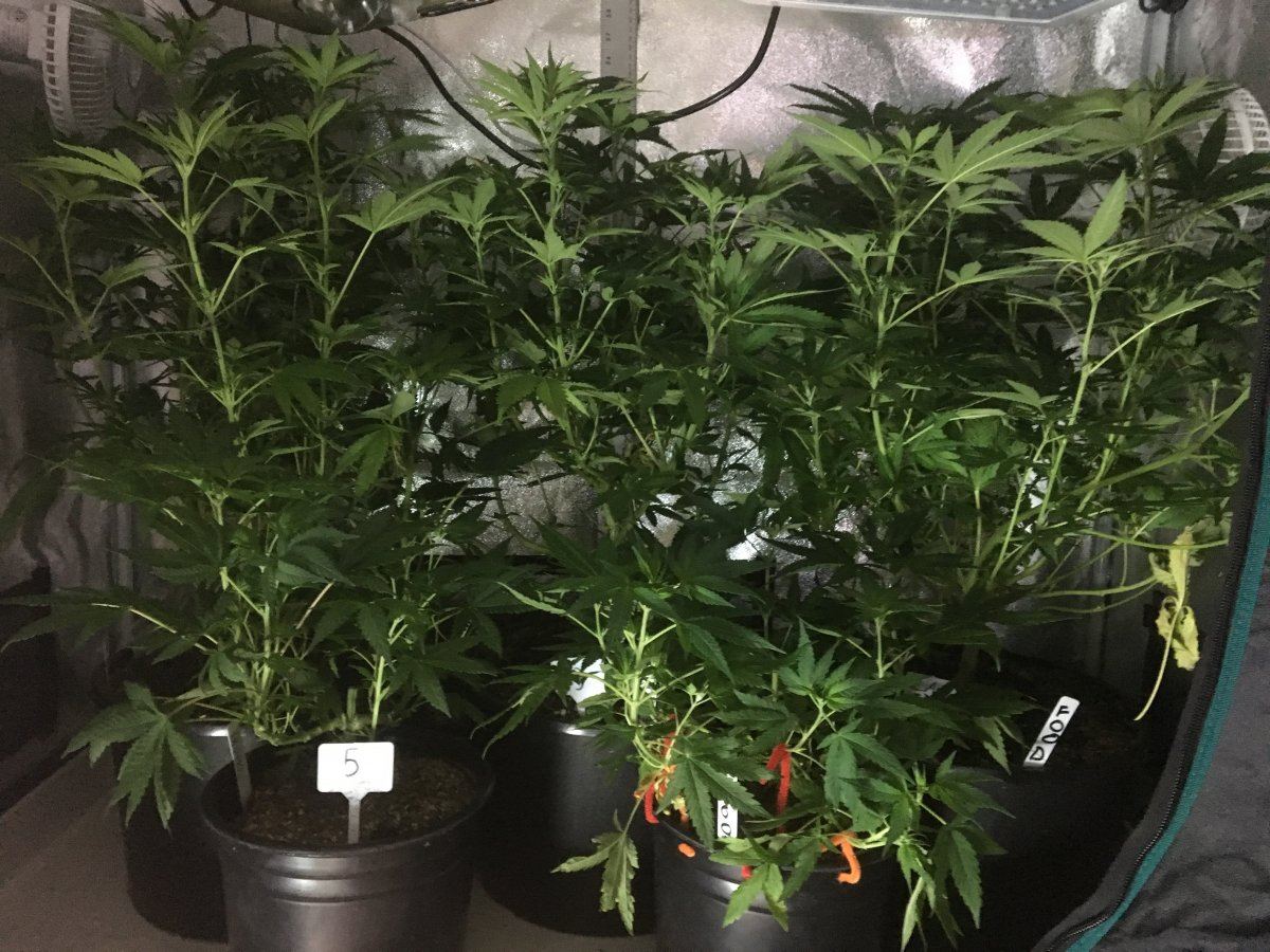 IMG 2813   Copy