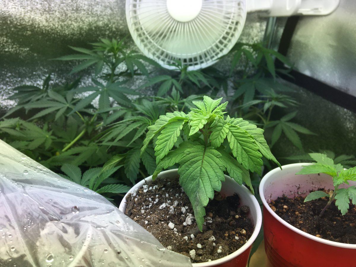 IMG 2827   Copy
