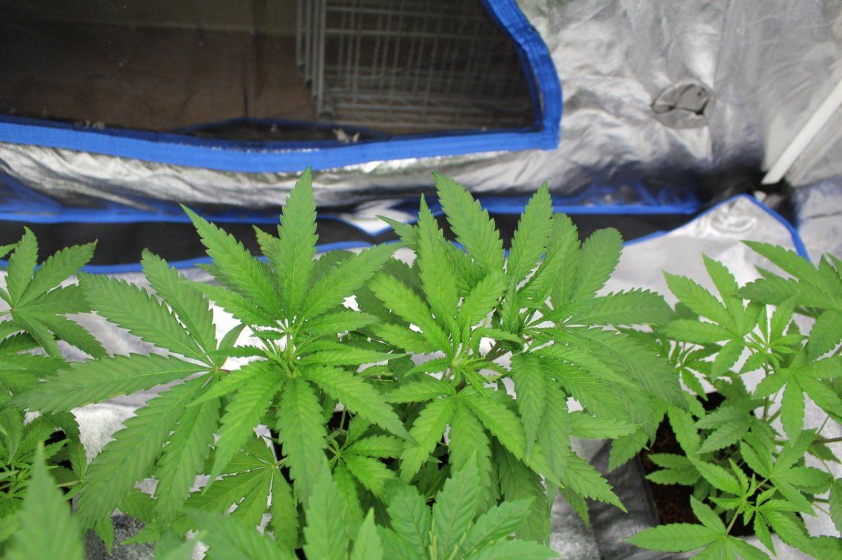 IMG 2920