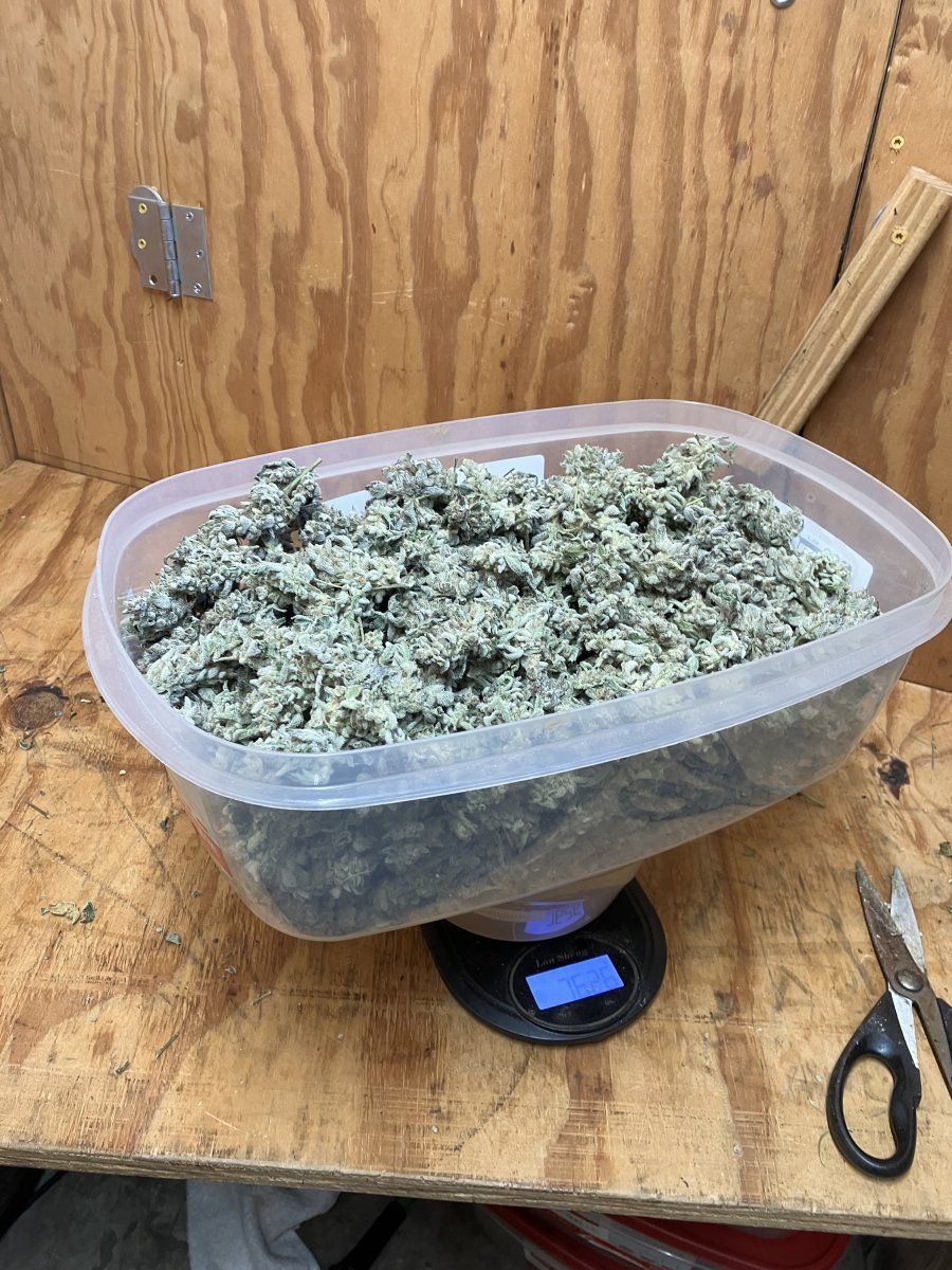 IMG 2955