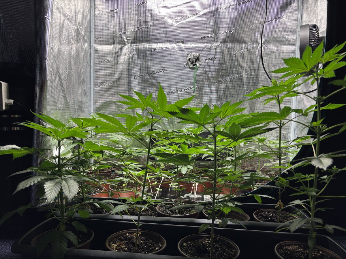 IMG 2982