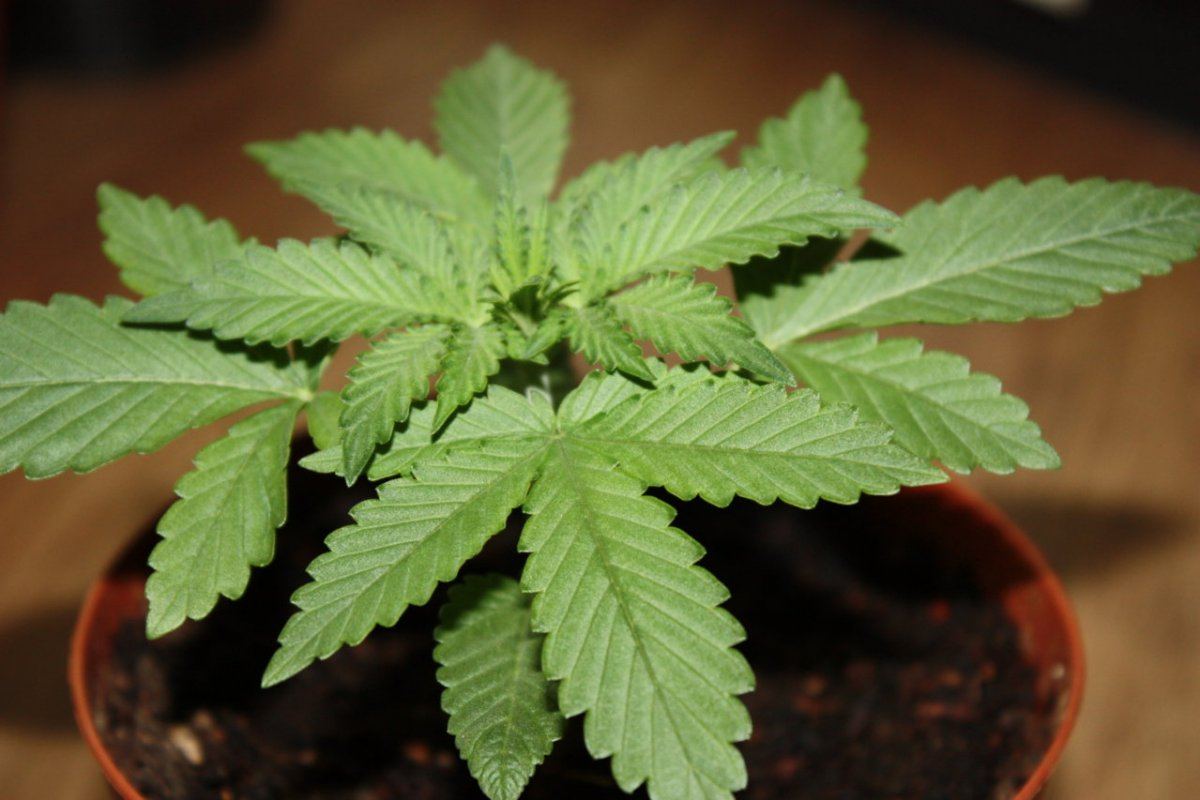 IMG 3014