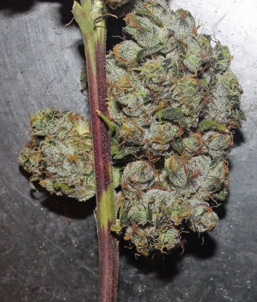 IMG 3027 org cookies macro