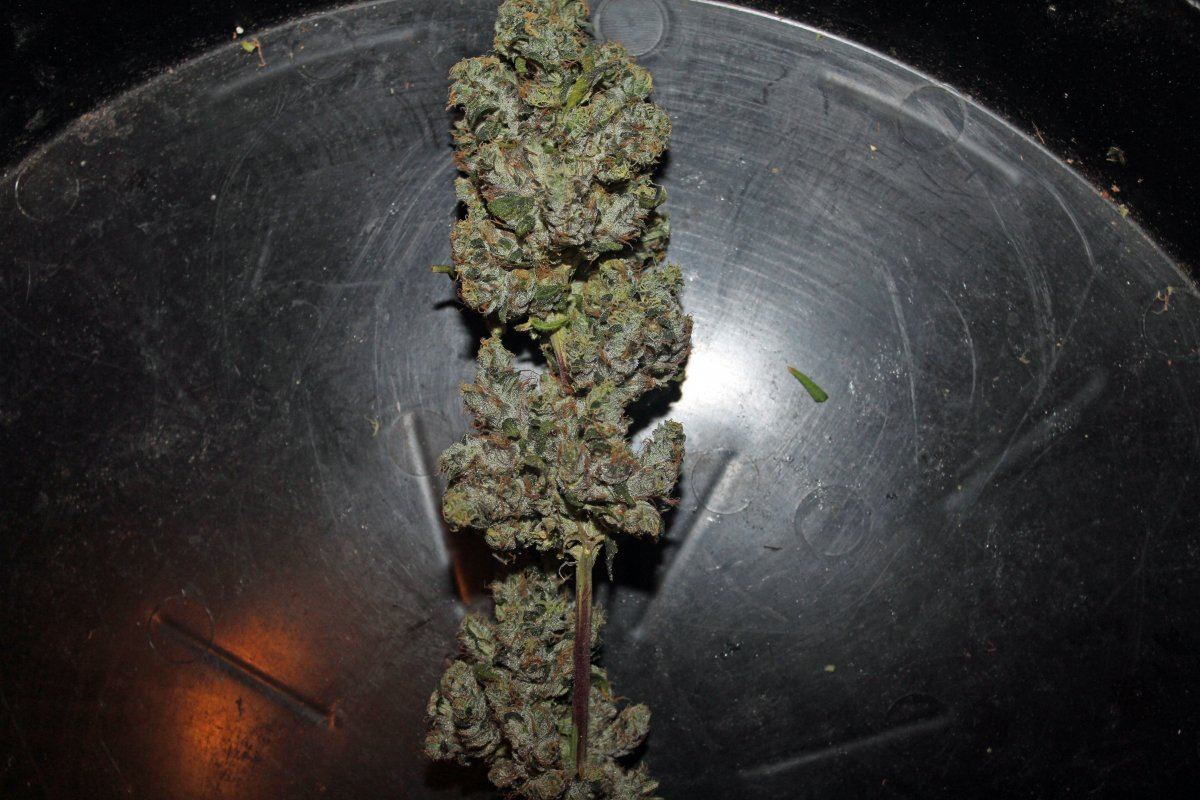 IMG 3032 bud