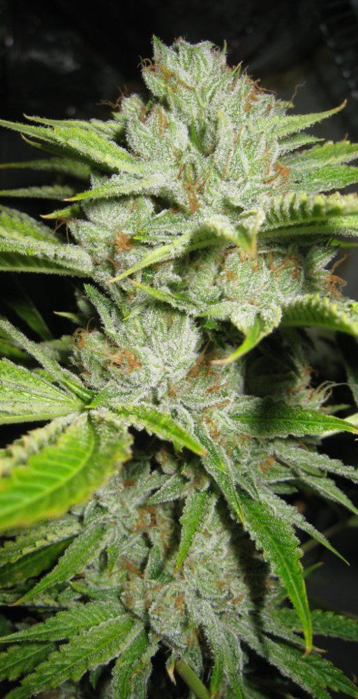IMG 3092