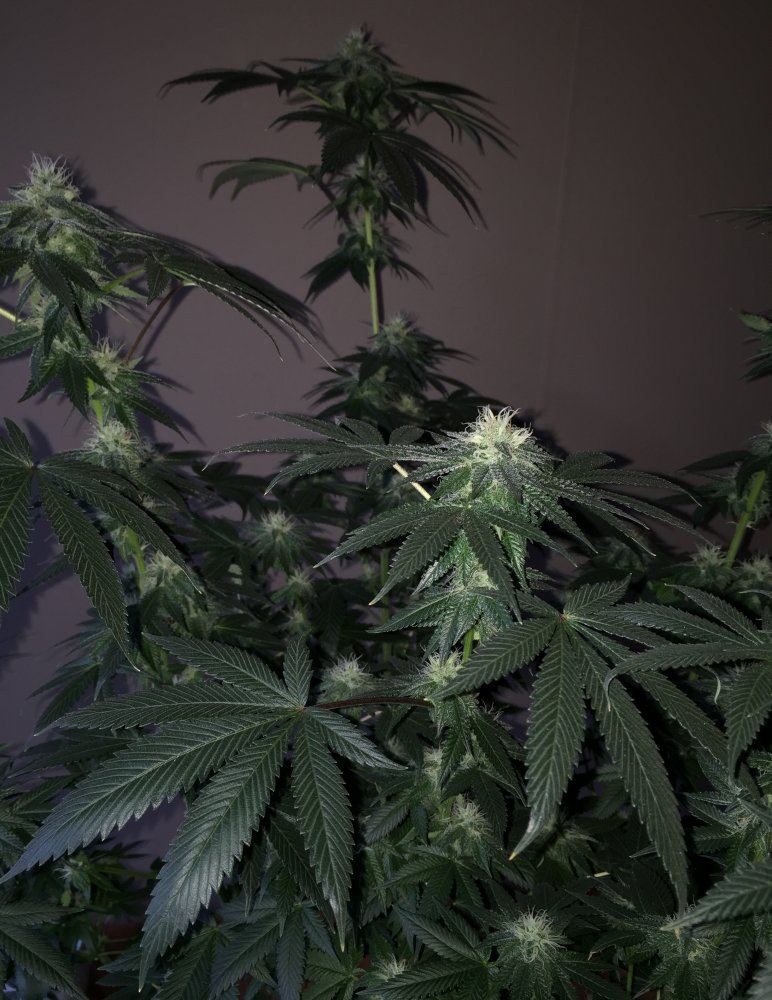 IMG 3284