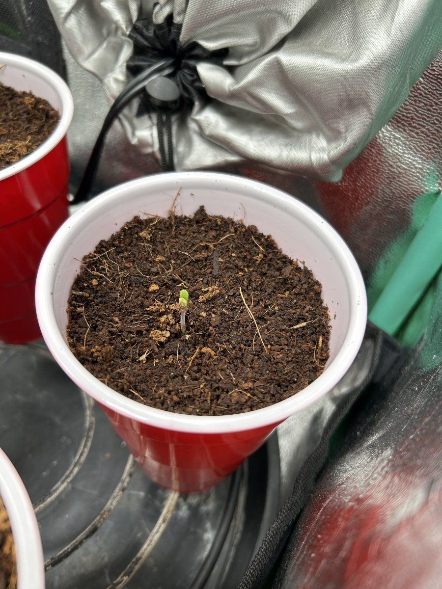 IMG 3290