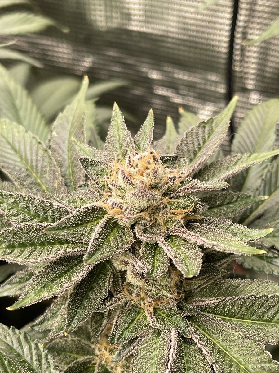 IMG 3360