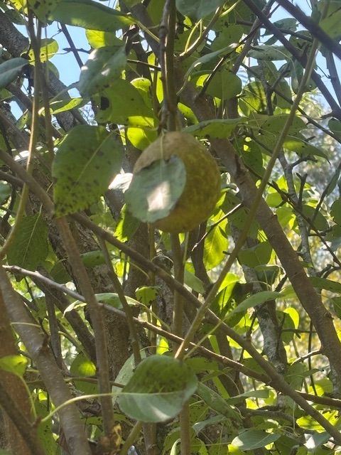 IMG 3367