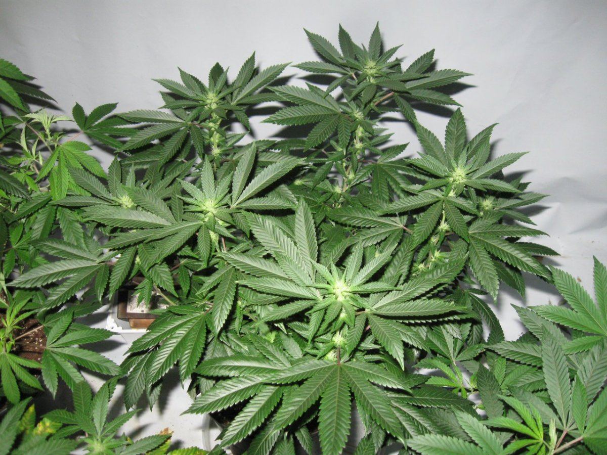IMG 3408