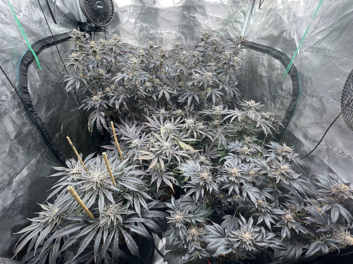 IMG 3435