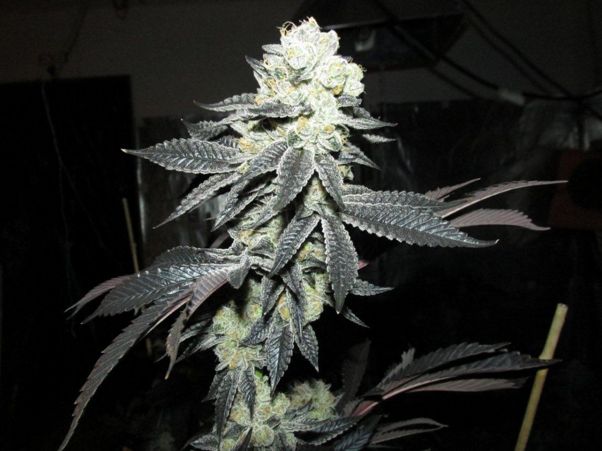IMG 3439