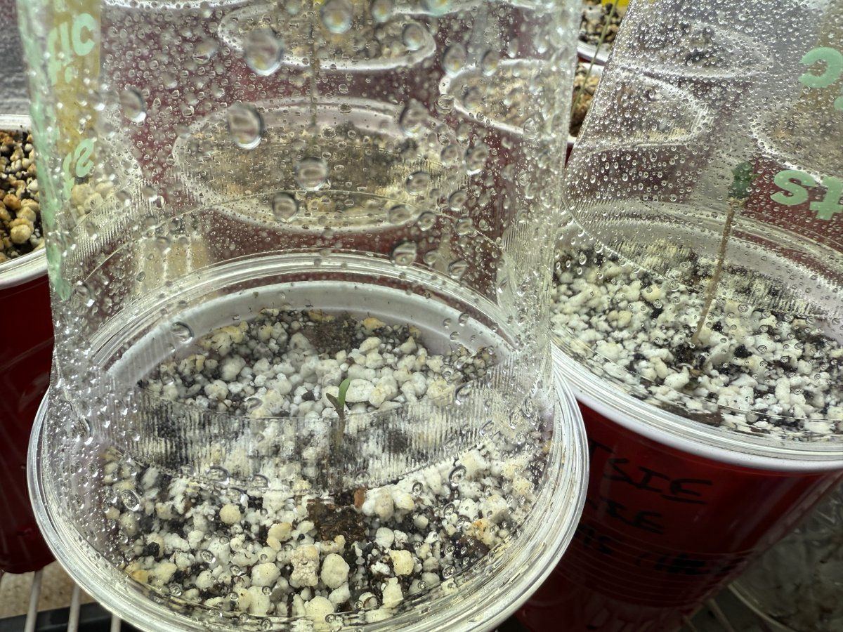 IMG 3506
