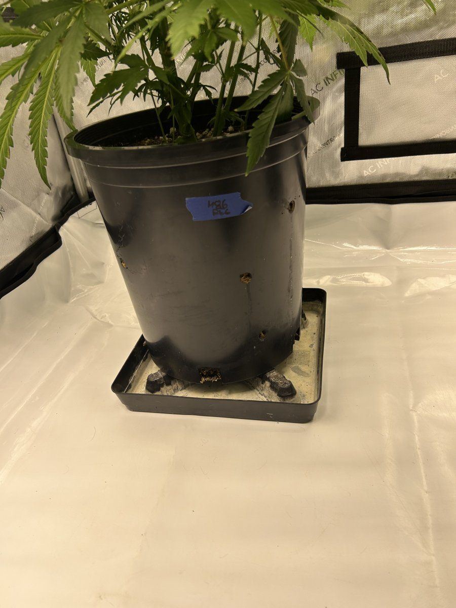 IMG 3508