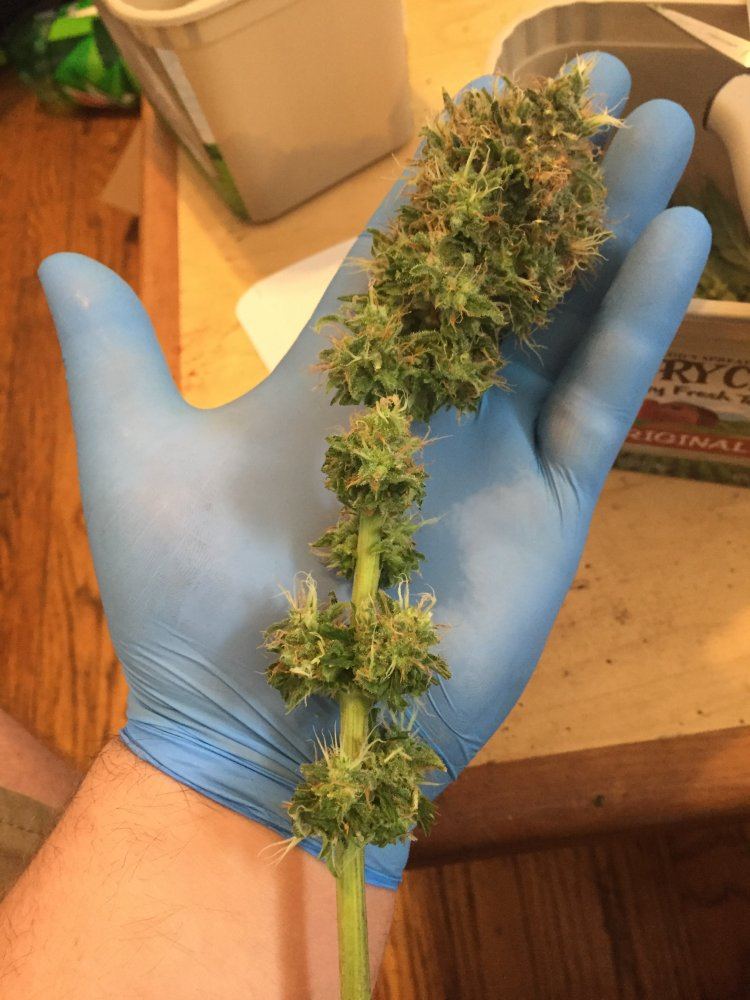 IMG 3524
