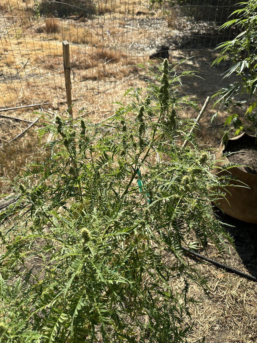 IMG 3530