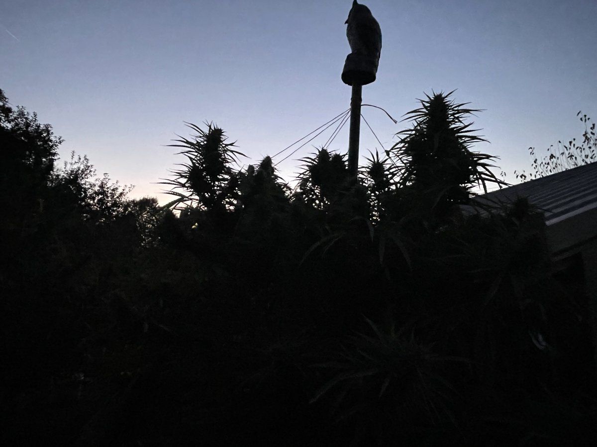 IMG 3536