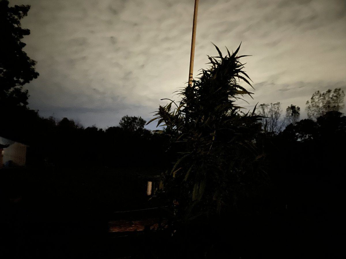 IMG 3606