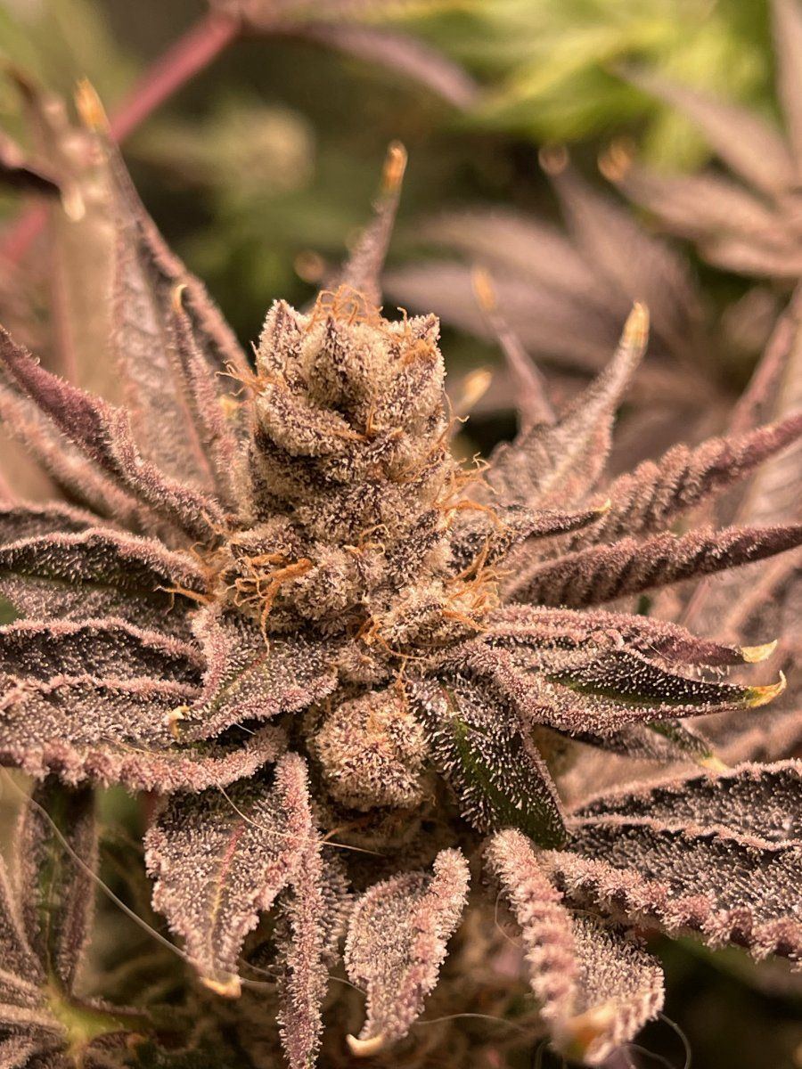 IMG 3623