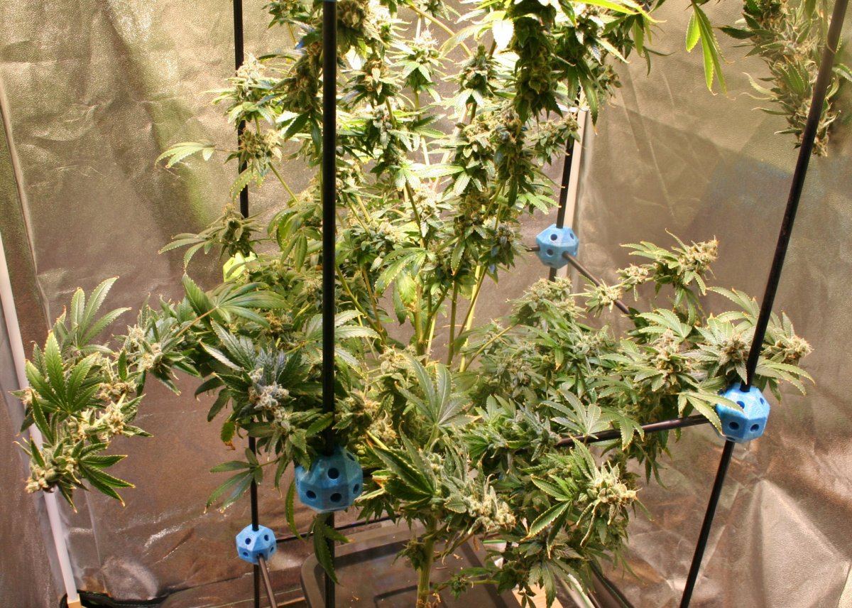 IMG 3654