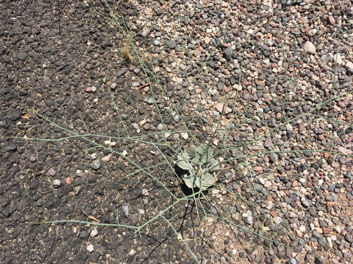 IMG 3675