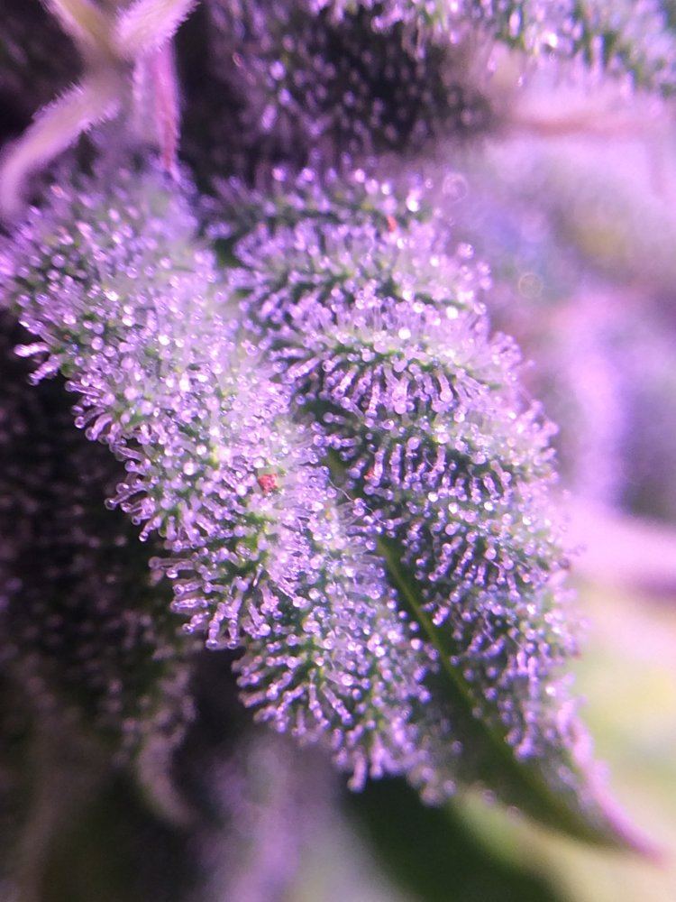 IMG 3718