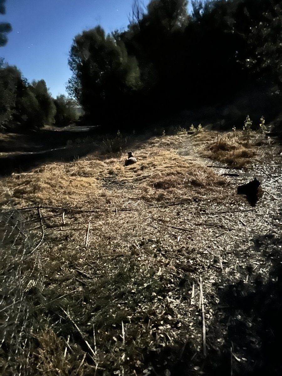 IMG 3740