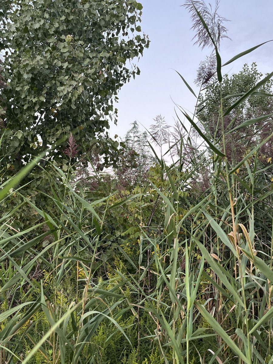 IMG 3900