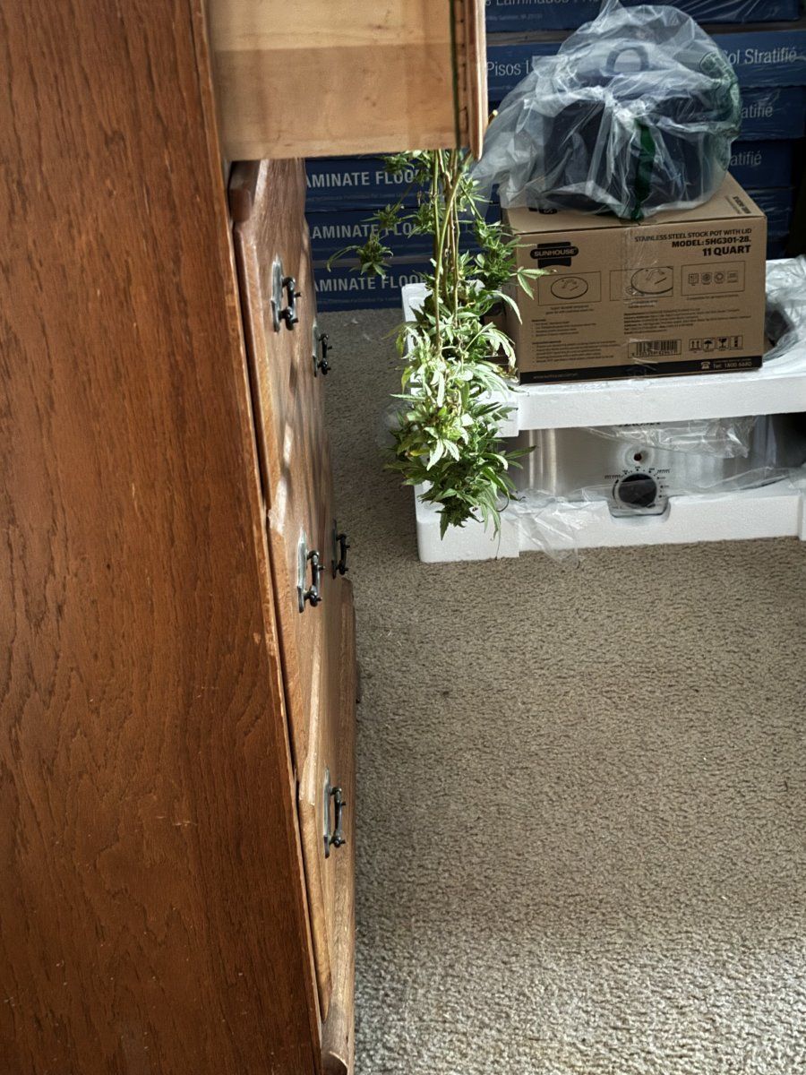 IMG 3926
