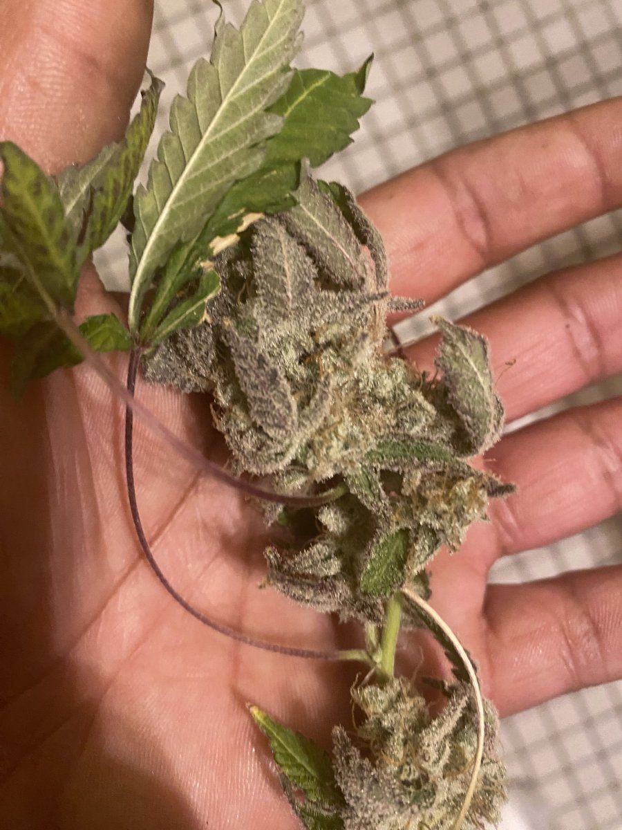 IMG 3928