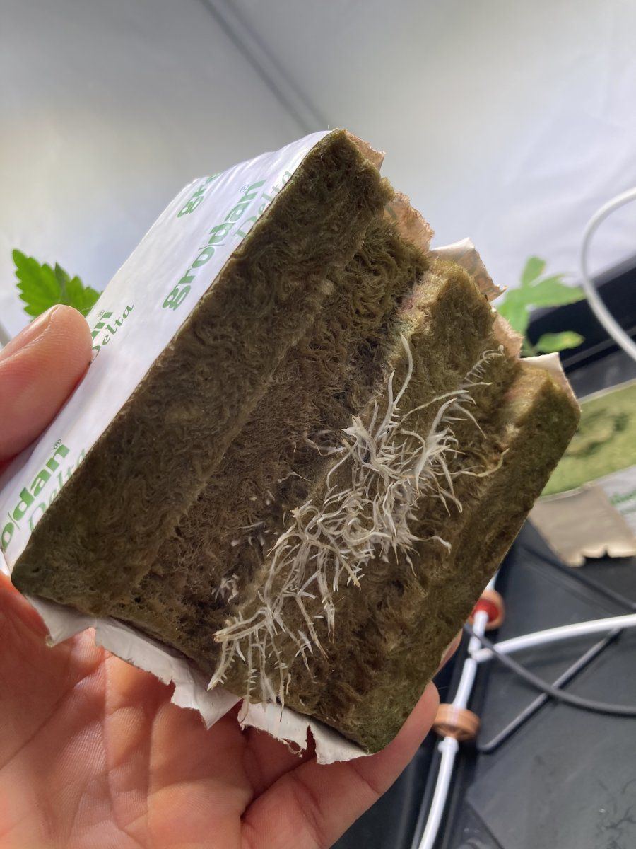 IMG 40251