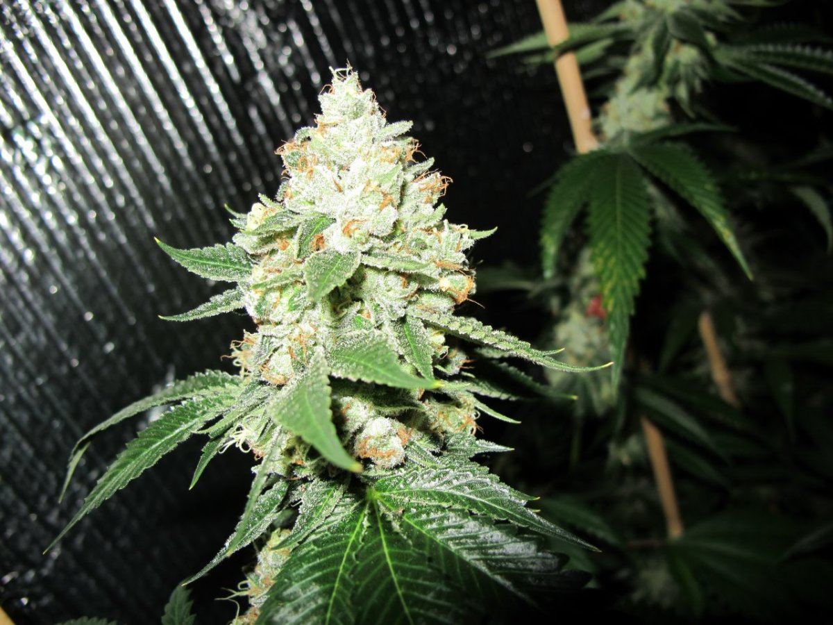 IMG 4048
