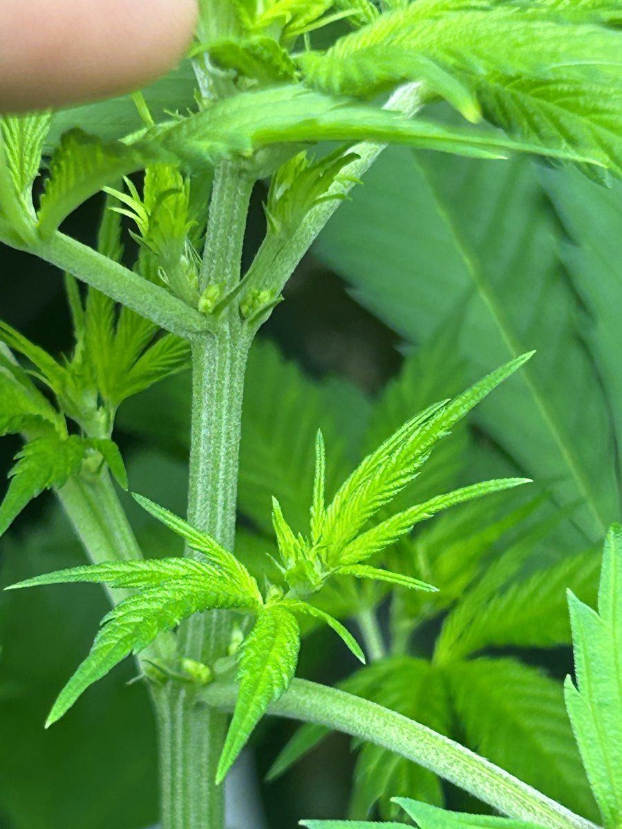 IMG 4170
