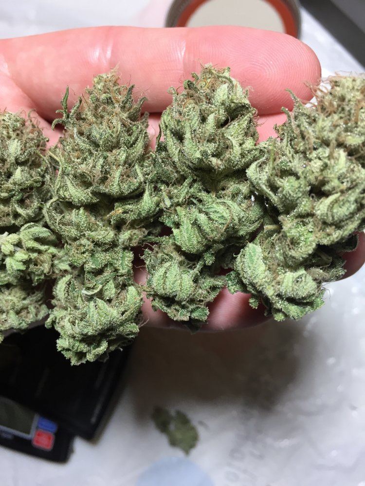 IMG 4212