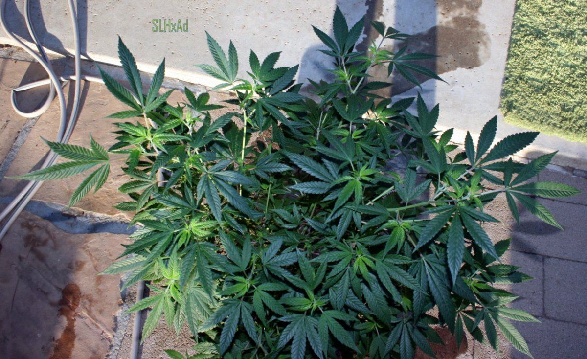 IMG 4521