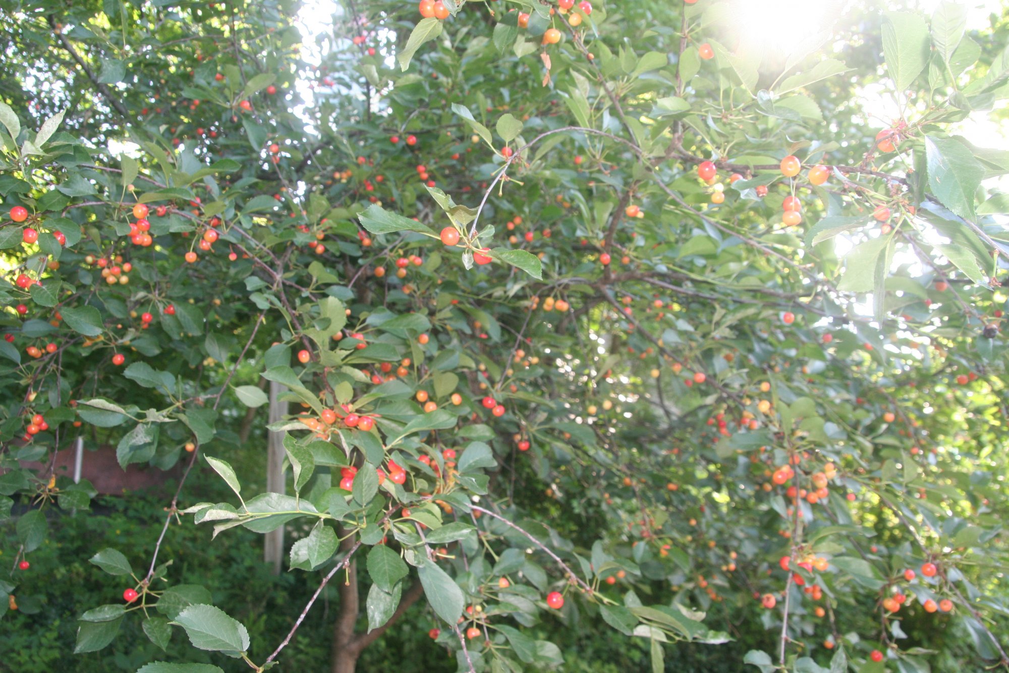 IMG 4560