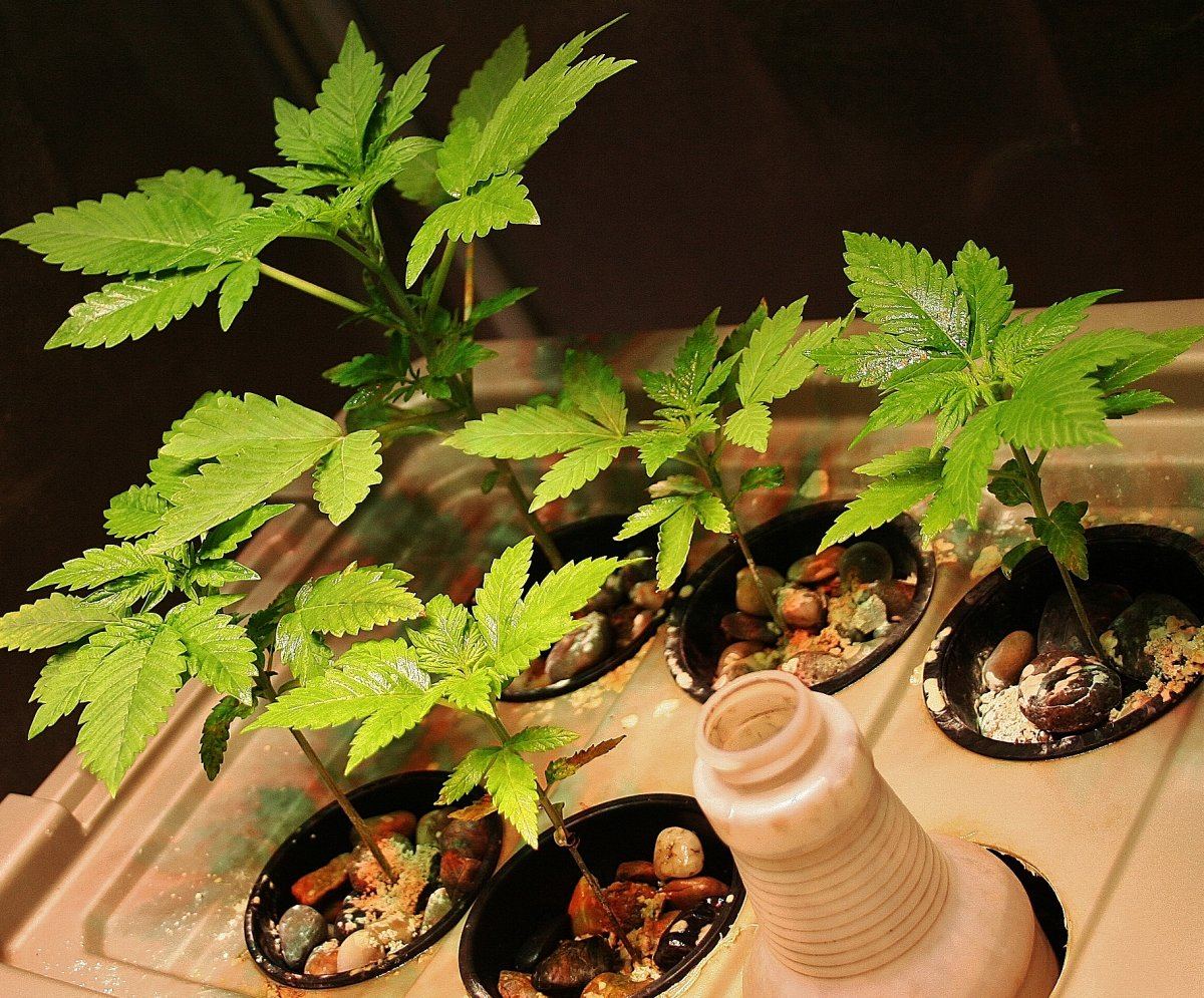 IMG 4613