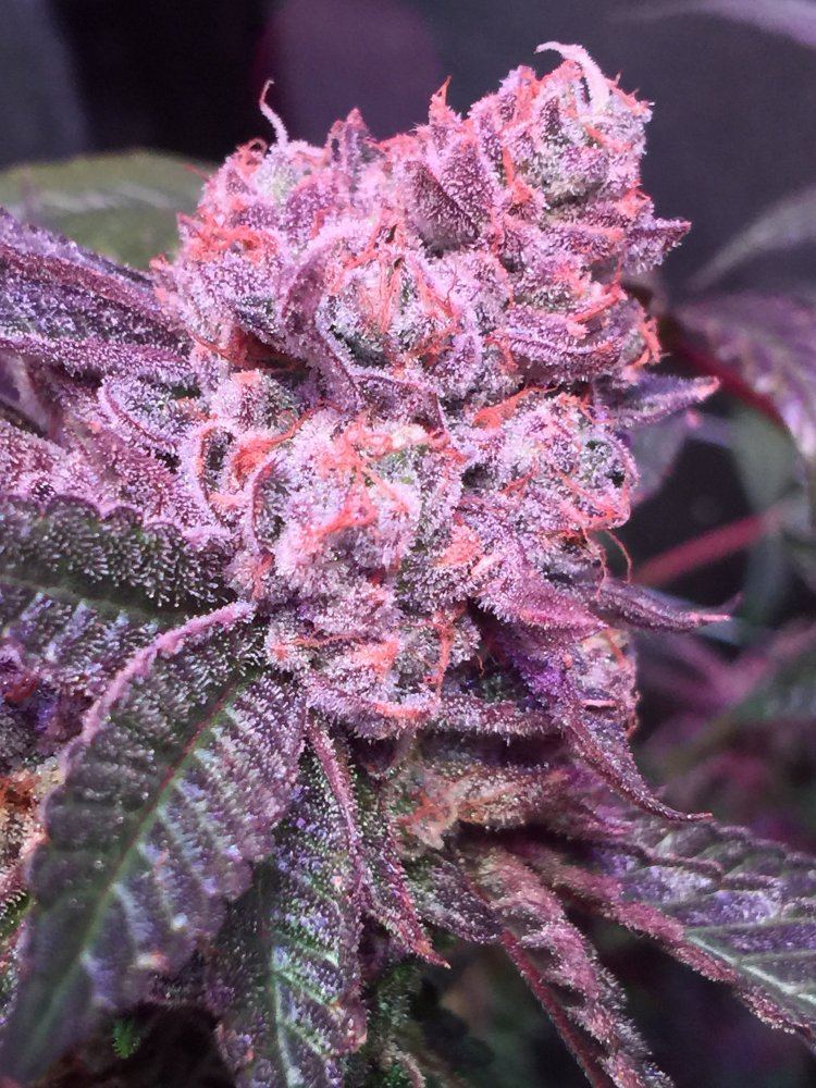 IMG 4741