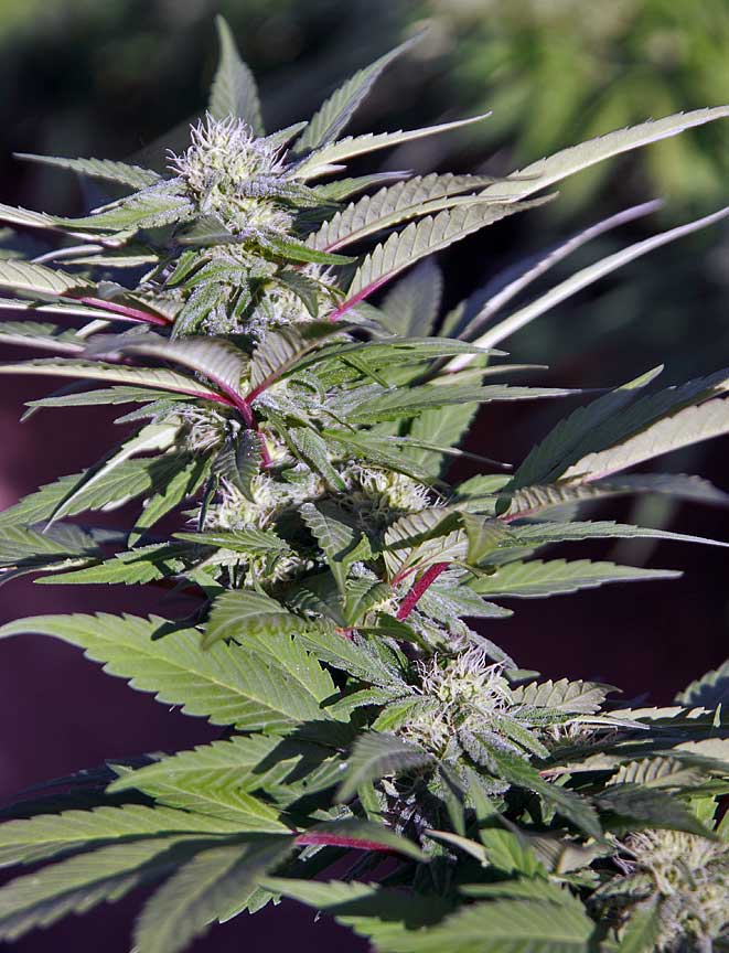 IMG 4753 DBL fun W