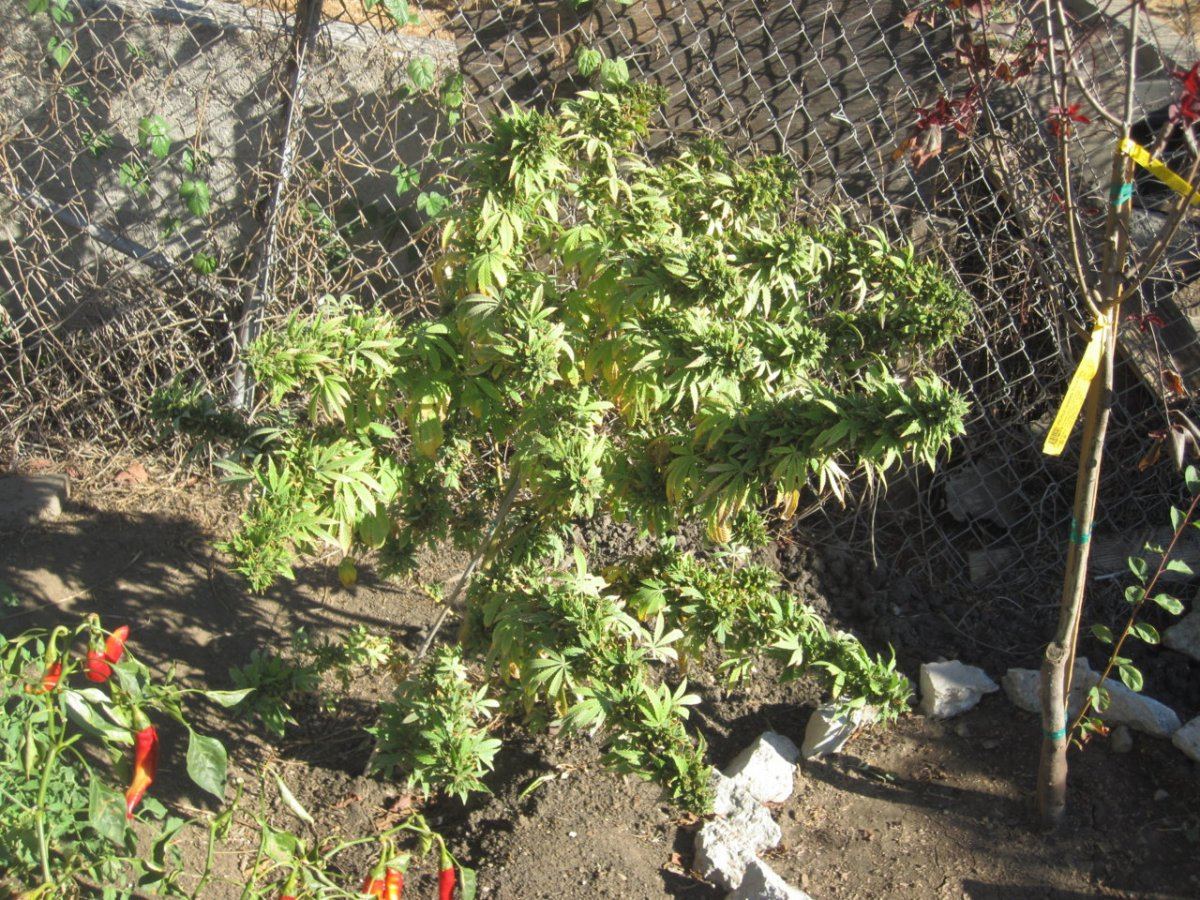 IMG 4859