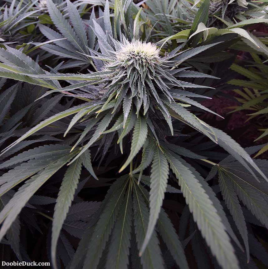 IMG 4931 Tooth G C W